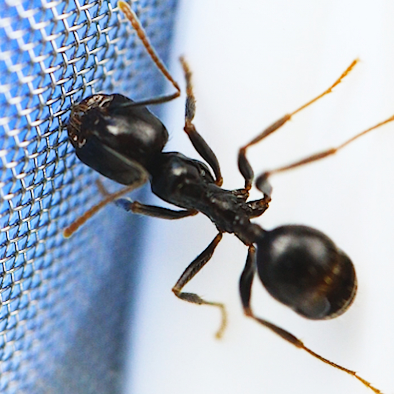 Tränke 45ml - 65mm - blau